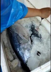 Gambar ikan tuna yang sedang di cek suhu